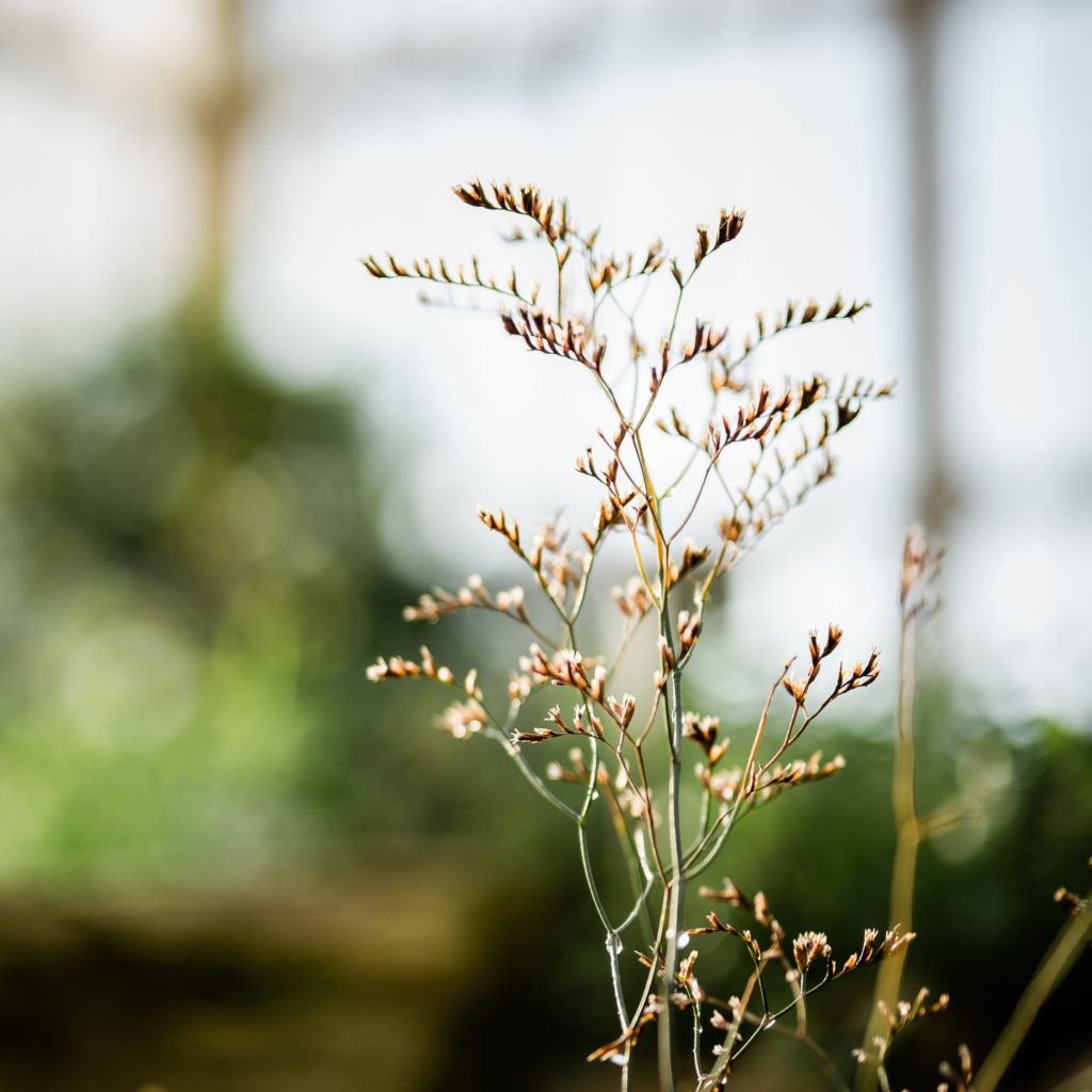 Gras im Botanischen Garten zu Berlin